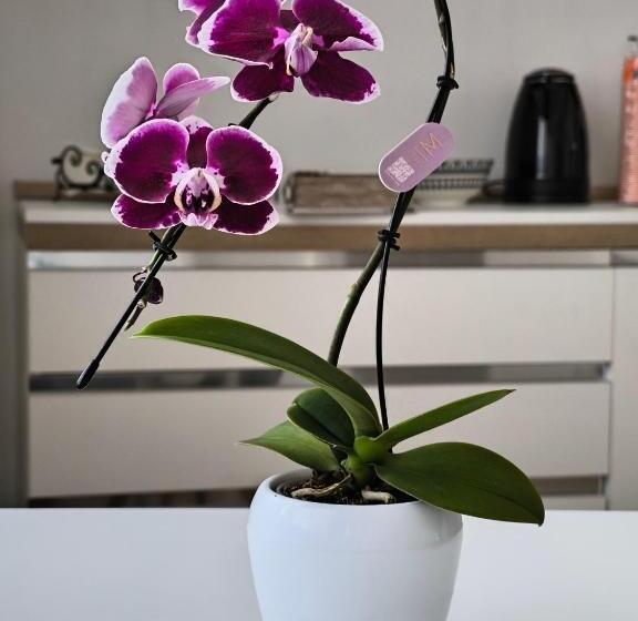 تختخواب و صبحانه Faber Home