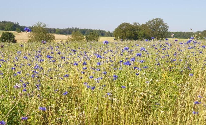 Bed And Breakfast Zeddam