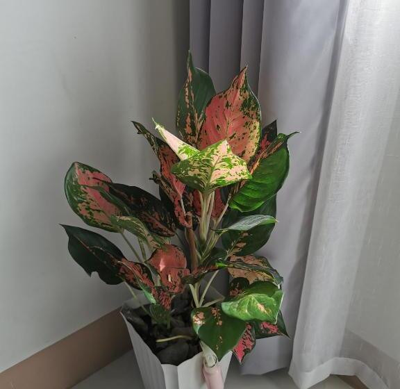 Hotell Mall Of Asia Pasay Shore 3 Tower 2 Residences