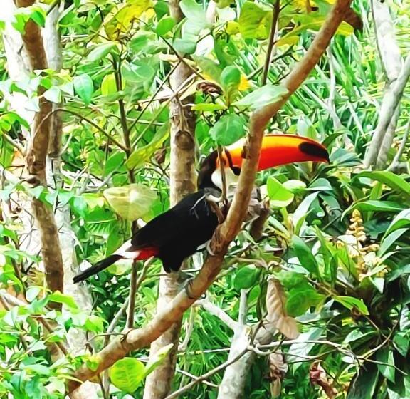 Otel Pousada Terra Do Sossego Rio Na Propriedade Piscina De água Mineral Lazer Artes Pomar Tri