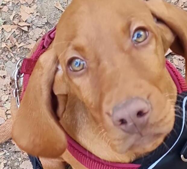 פנסיון Casa Dei Colli