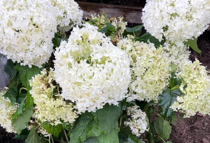 هاستل Nygård Boende