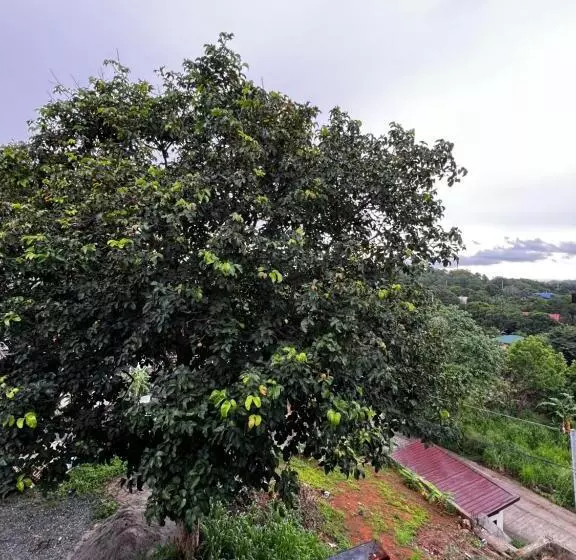 پانسیون Ataraxia Guest House