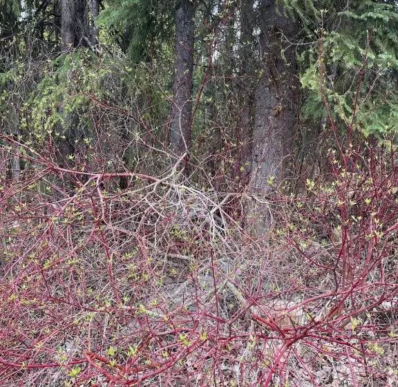 Hotelli Rustic Beaverfoot Lodge Room N5