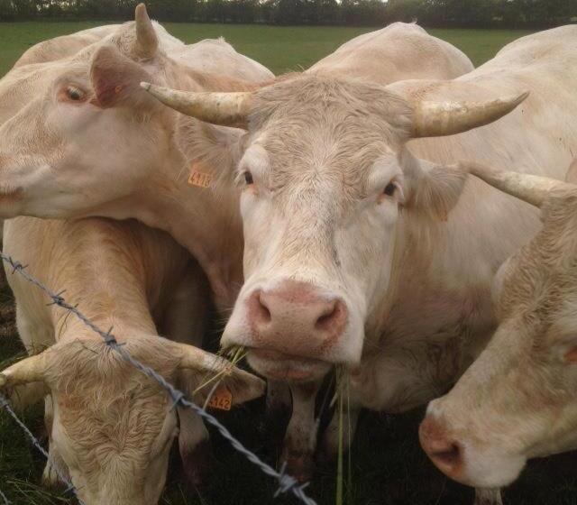 B&b Chambres D Hotes Chez Juredieu