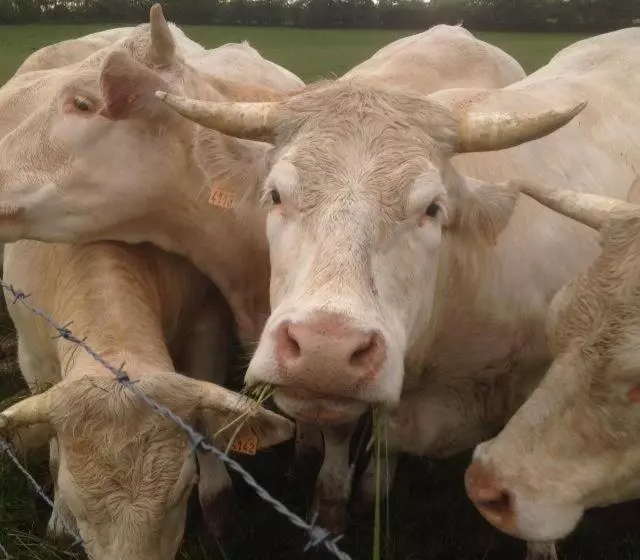 B&b Chambres D Hotes Chez Juredieu