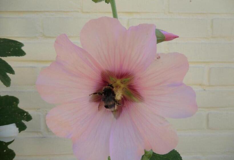 مبيت وإفطار De Kruik