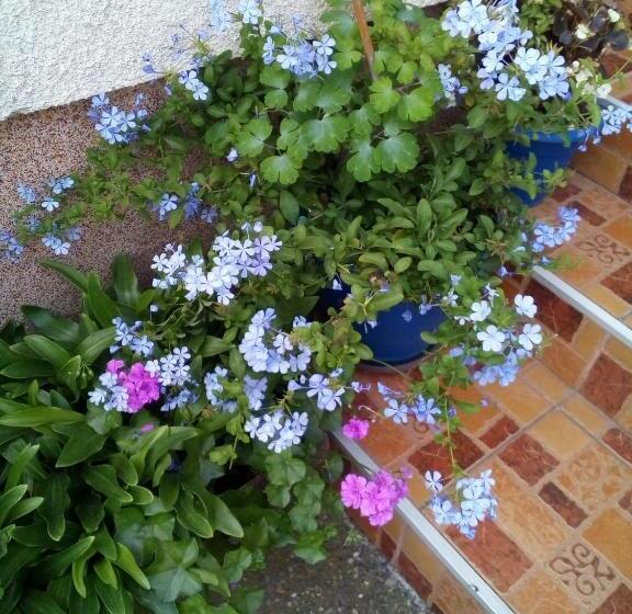 پانسیون Guest House Isidora