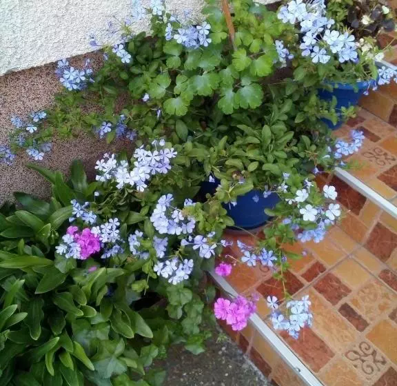 پانسیون Guest House Isidora