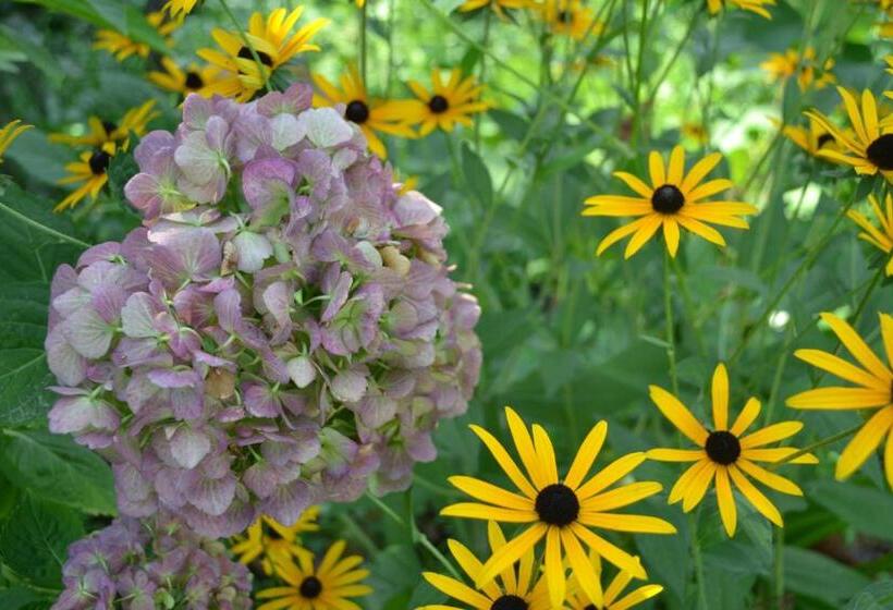 پانسیون Medea S Guest House