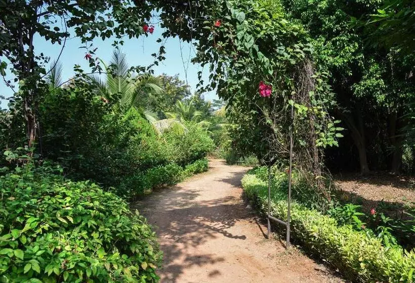 Baaz Jungle Resort