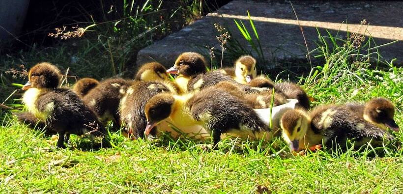 צימר Två Ekar Gård