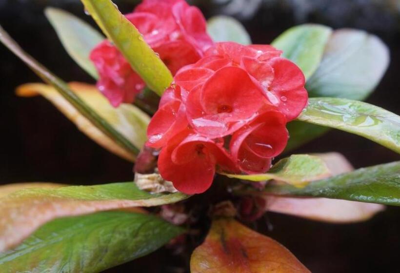 پانسیون Yuriko Guest House