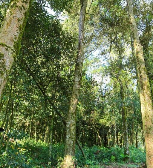 הוסטל Pousada Flora Bamboo