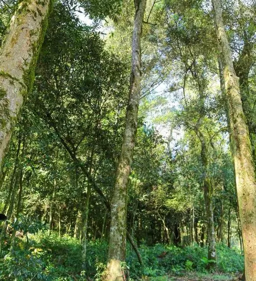 هاستل Pousada Flora Bamboo