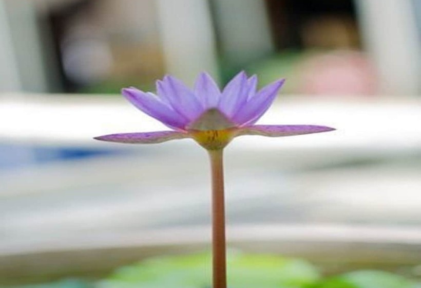 ベッドアンドブレックファースト Colombo Villa At Cambridge Place