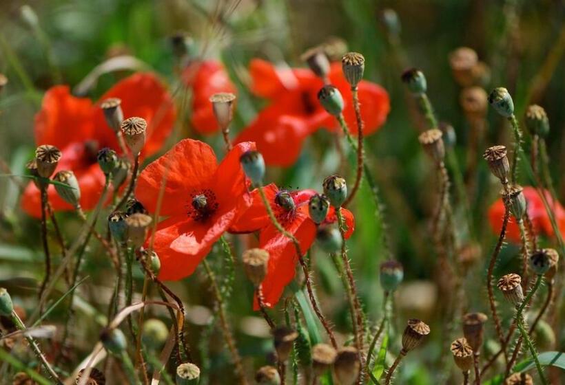 בית מלון כפרי Dharma City