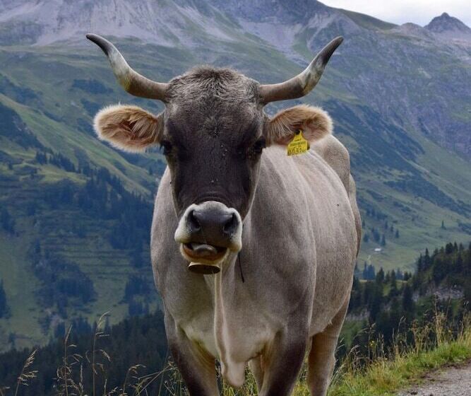 בית מלון כפרי Gretina