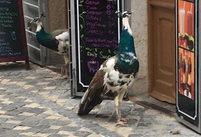 Castle Inn Lisbon Apartments