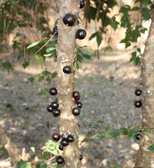 Oasis Bed And Breakfast