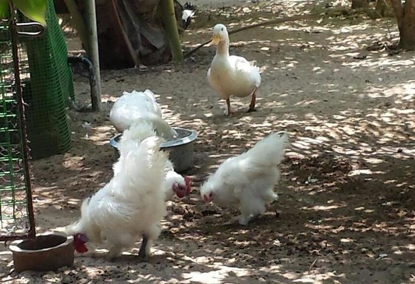 ホテル Island Breeze Inn