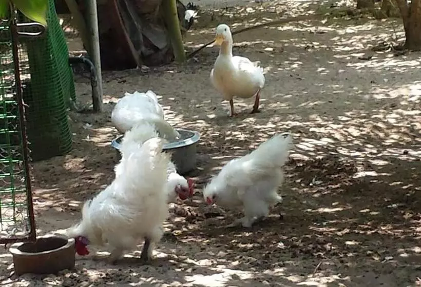 Hotelli Island Breeze Inn