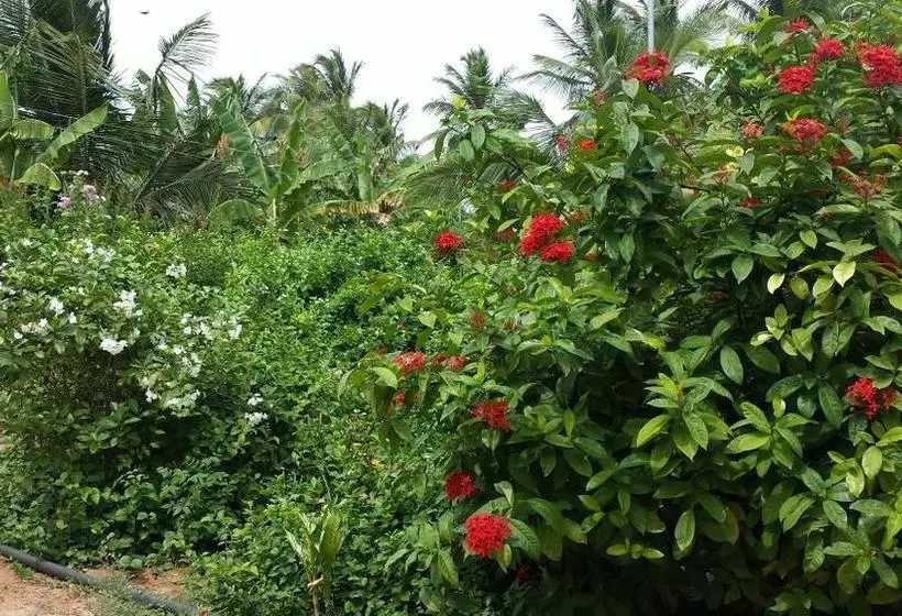 Hotelli Island Breeze Inn