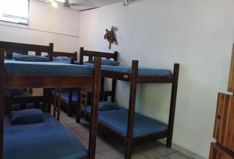 هاستل Wide Mouth Frog Quepos