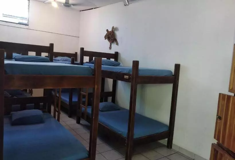 هاستل Wide Mouth Frog Quepos