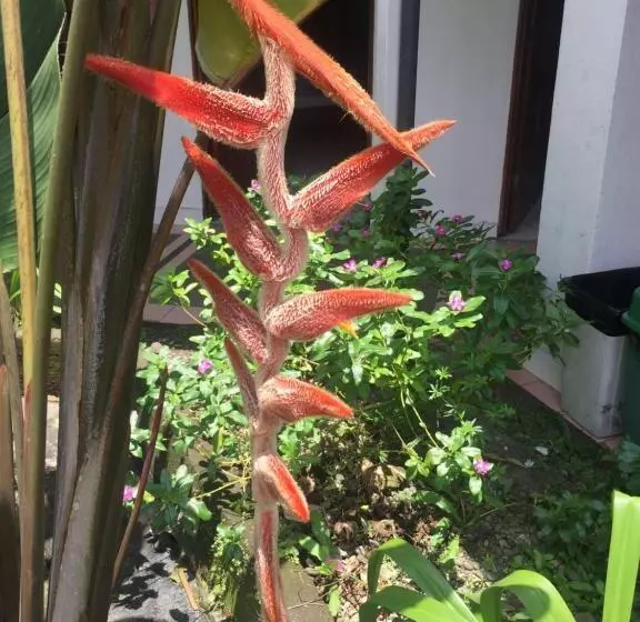 هاستل Wide Mouth Frog Quepos