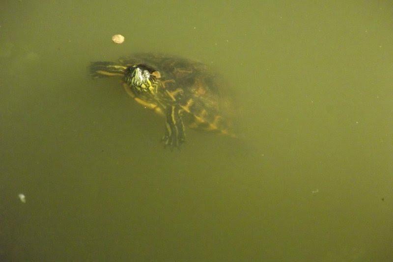 בית מלון כפרי E Pousada Alto Vale