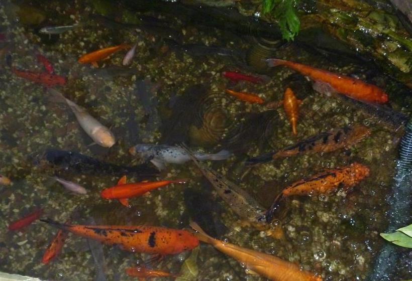 בית מלון כפרי E Pousada Alto Vale