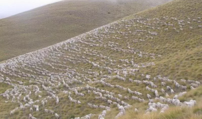 Retkeilymaja Dunstan Downs High Country Sheep Station