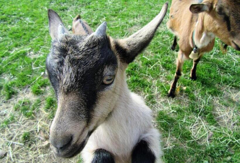 مبيت وإفطار Hauslhof