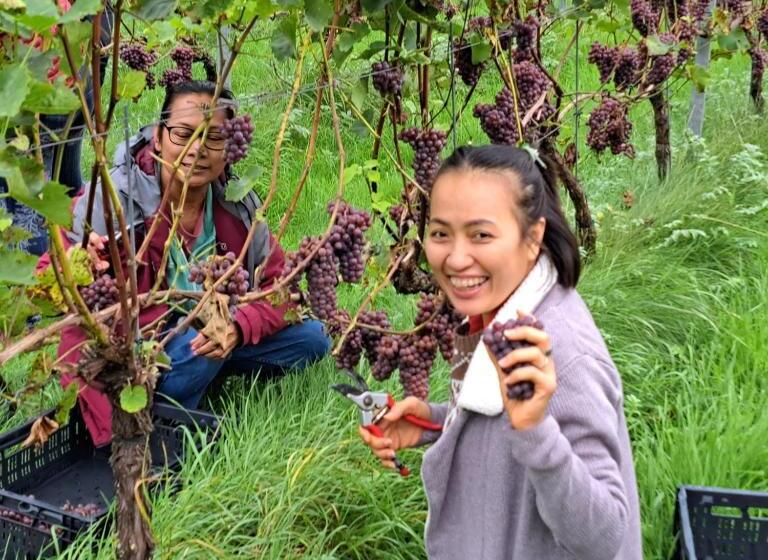 Bed and Breakfast Wijnstaete