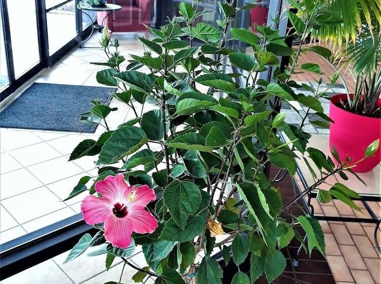 فندق على الطريق Madison Inn And Suites