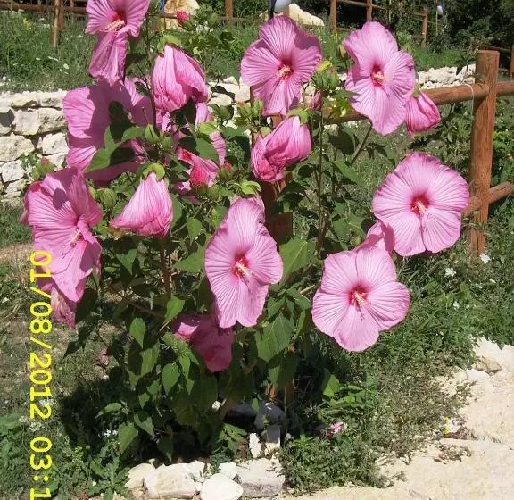 Aamiaismajoitus (B&B) Country House Antiche Dimore