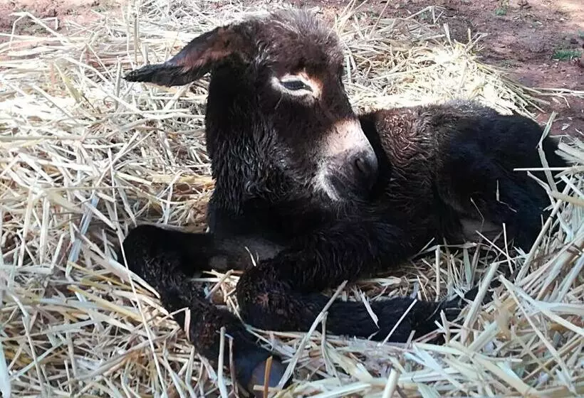 ベッドアンドブレックファースト Masseria Le Terrazze Di Serranova