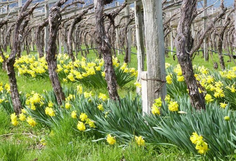 ホテル Garni Andrianerhof