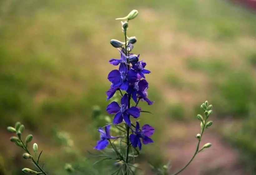 ホテル Lonchay Residency, Leh