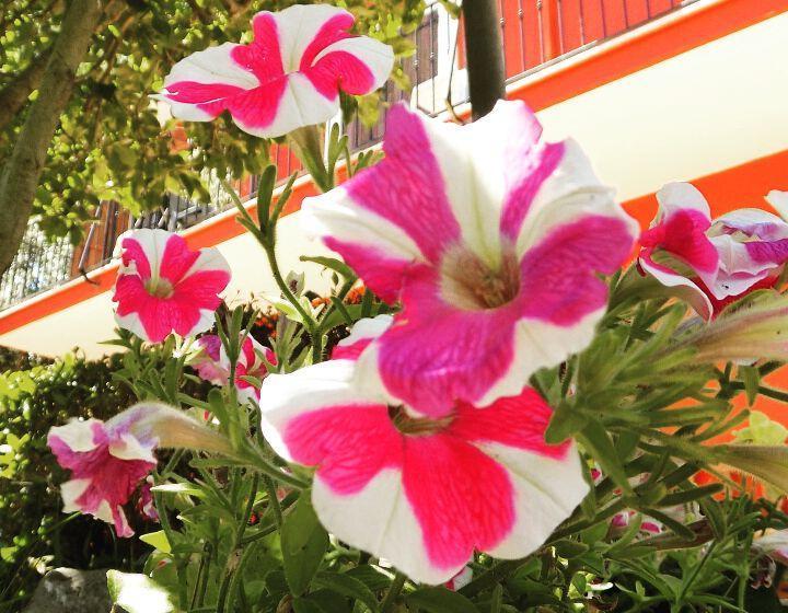 B&b Il Giardino Delle Camelie