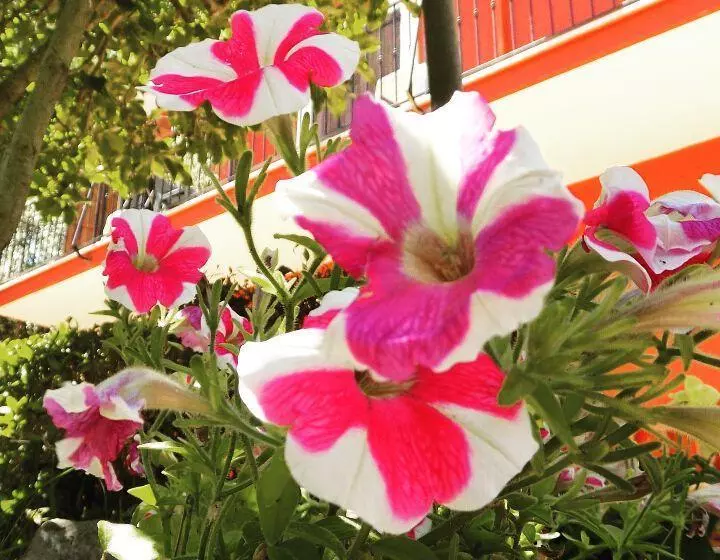 B&b Il Giardino Delle Camelie