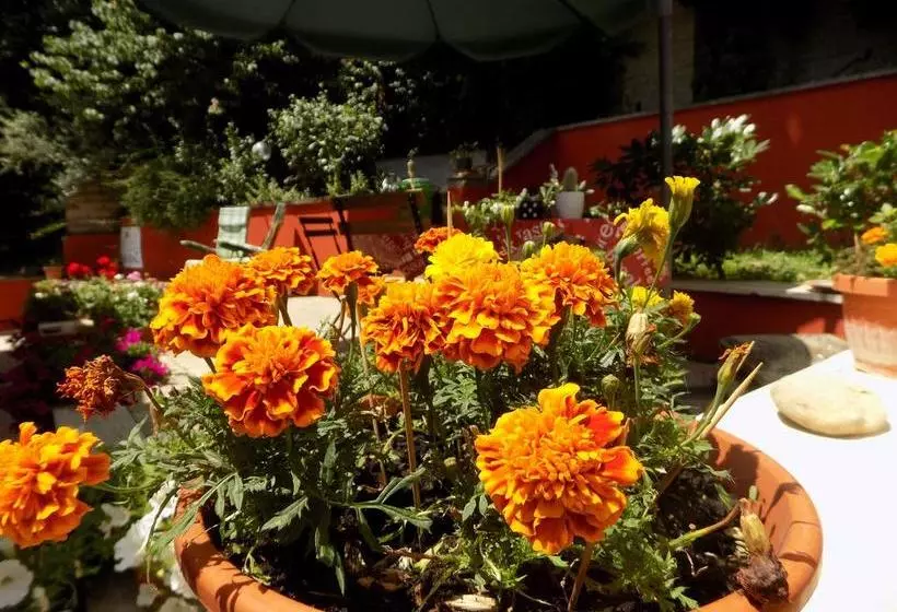 B&b Il Giardino Delle Camelie