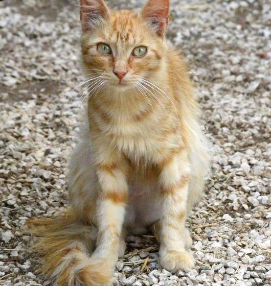 Bed and Breakfast Agriturismo Pira Pinta