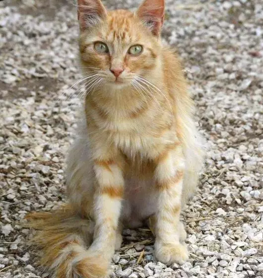 Aamiaismajoitus (B&B) Agriturismo Pira Pinta