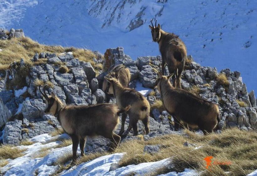 تختخواب و صبحانه Masseria Cerasella