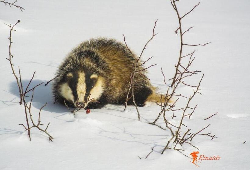 تختخواب و صبحانه Masseria Cerasella
