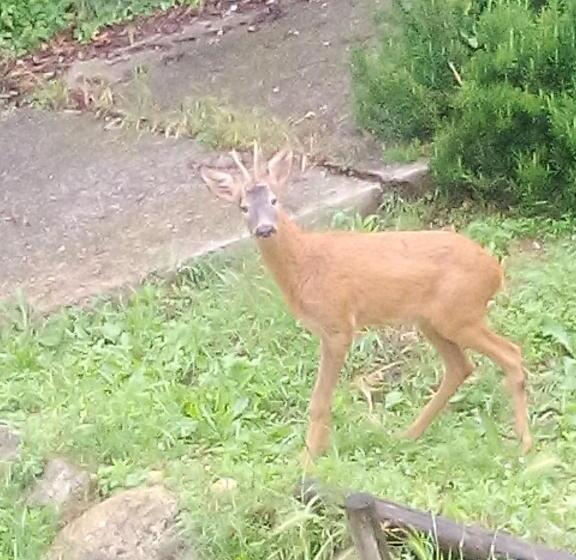 B&b Il Suono Del Bosco