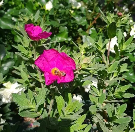 Aamiaismajoitus (B&B) Dolcedimora