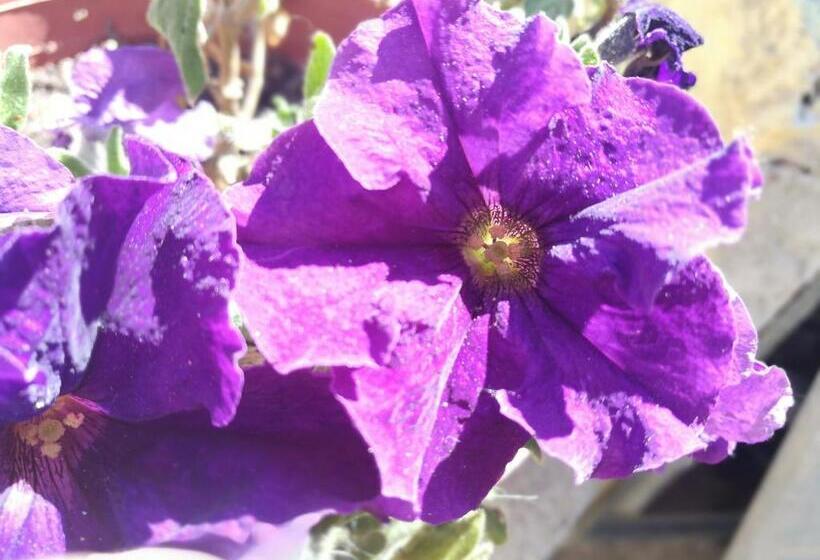 تختخواب و صبحانه Affittacamere Da Antonella